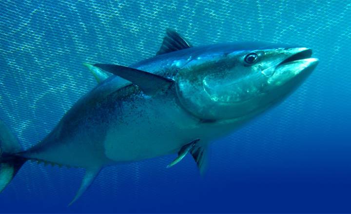  بهترین خوراکی‌ های چربی سوز 