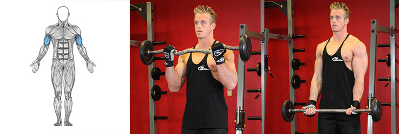 ترغیب به رشد بیشتر ماهیچه های دو سر