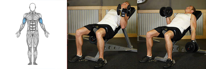 ترغیب به رشد بیشتر ماهیچه های دو سر