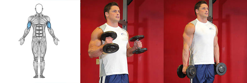 ترغیب به رشد بیشتر ماهیچه های دو سر