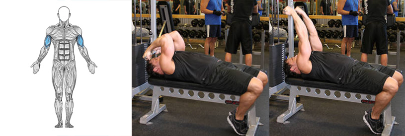 ترغیب به رشد بیشتر ماهیچه های دو سر