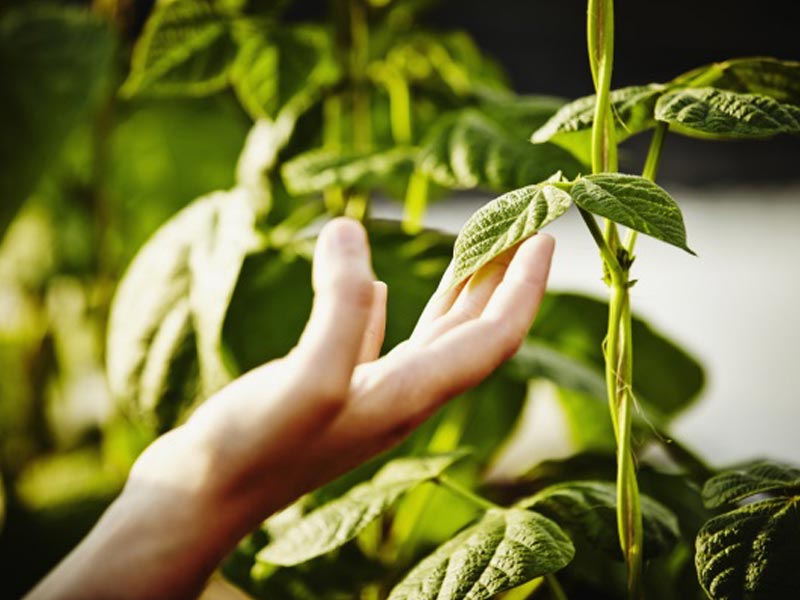 آشپزی برای بدنسازان،طرز تهیه غذاهای بدنسازی