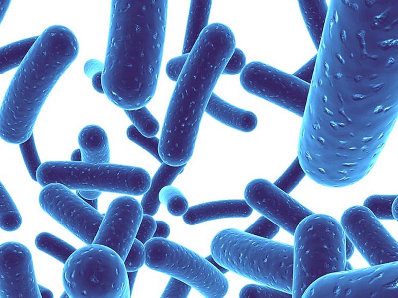 پروبیوتیک چیست؟ آیا پروبیوتیک به ریکاوری بعد از ورزش کمک می‌کنند؟