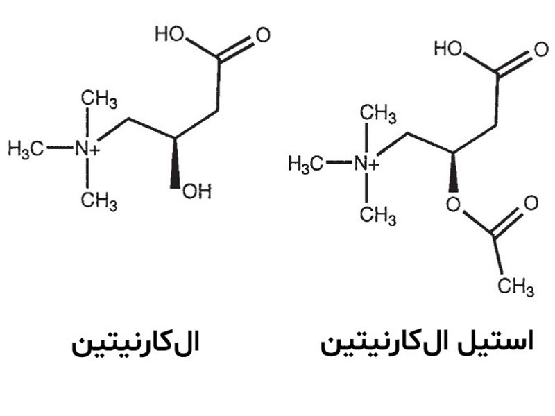 مکمل ال کارنیتین چیست؛ فواید، عوارض ال کارنیتین و تاثیر آن بر لاغری
