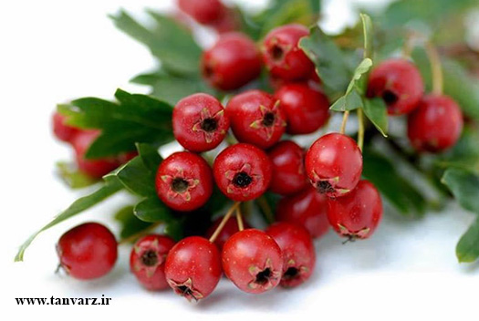 مزایا و عوارض جانبی هورمون رشد (HGH)