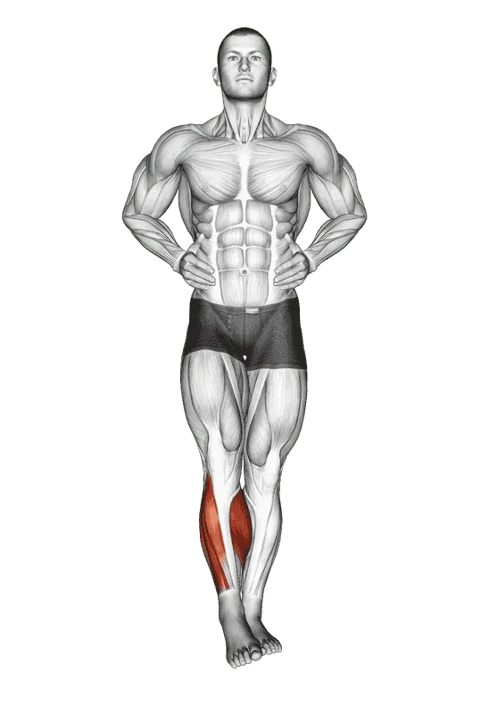 Ankle Circles