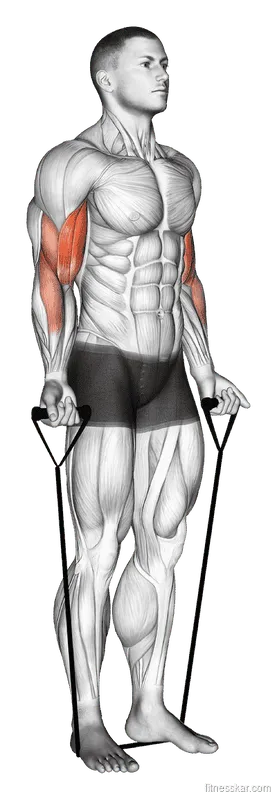 Band Alternating Biceps Curl
