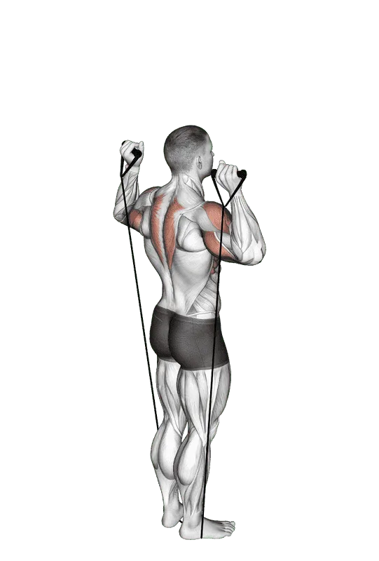 Band Behind Neck Shoulder Press, Male demonstration, Start
