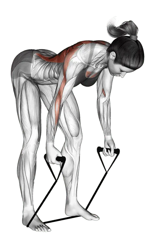 Band Bent-Over Row