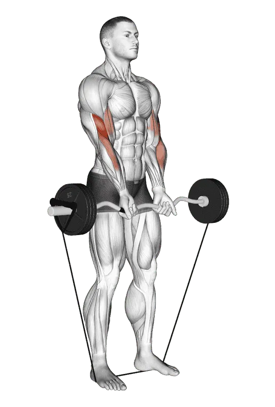 Band EZ Barbell Close-Grip Curl, Male demonstration, Start