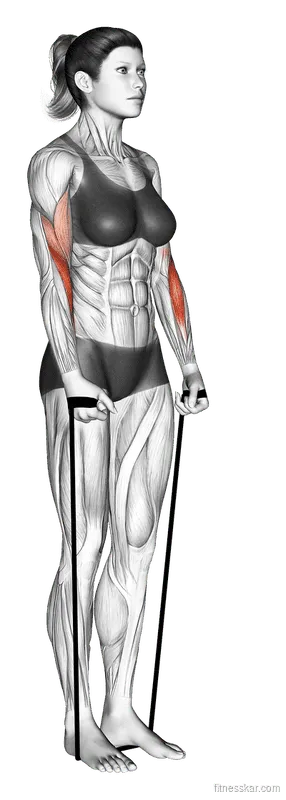 Band Hammer Curl