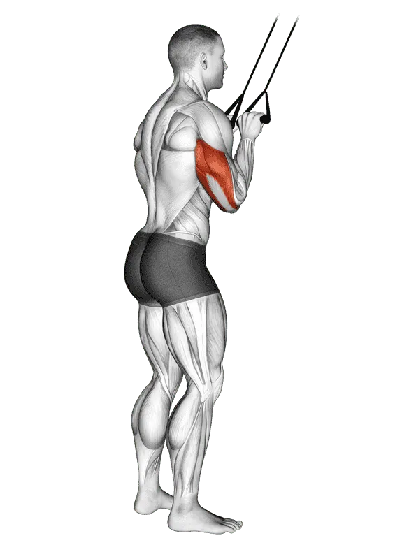 Band Pushdown, Male demonstration, Start