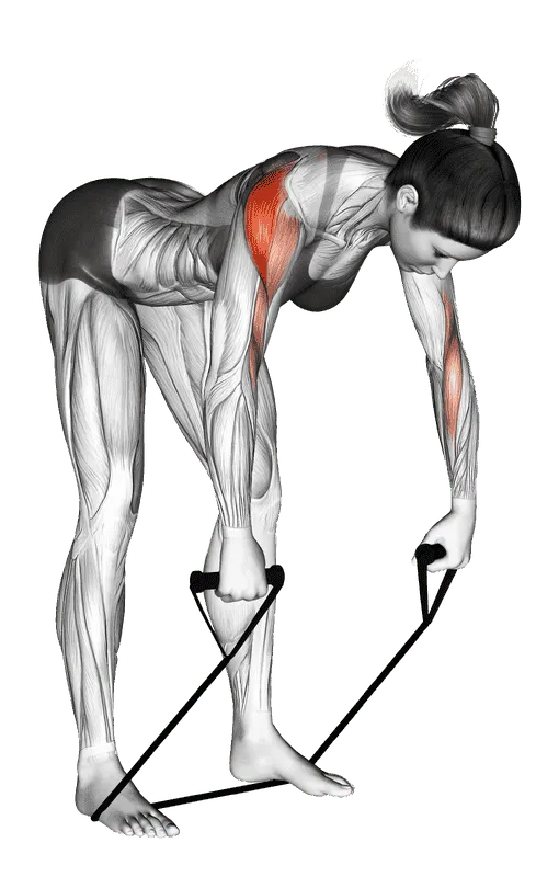 Band Rear Delt Row