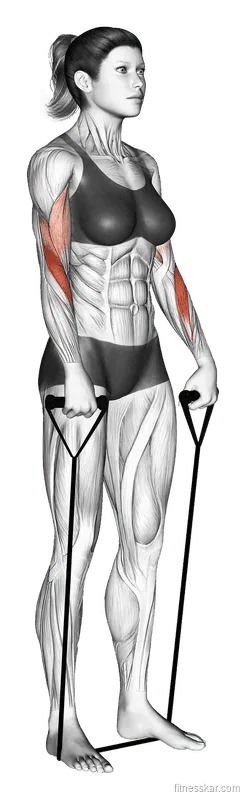 Band Reverse Curl