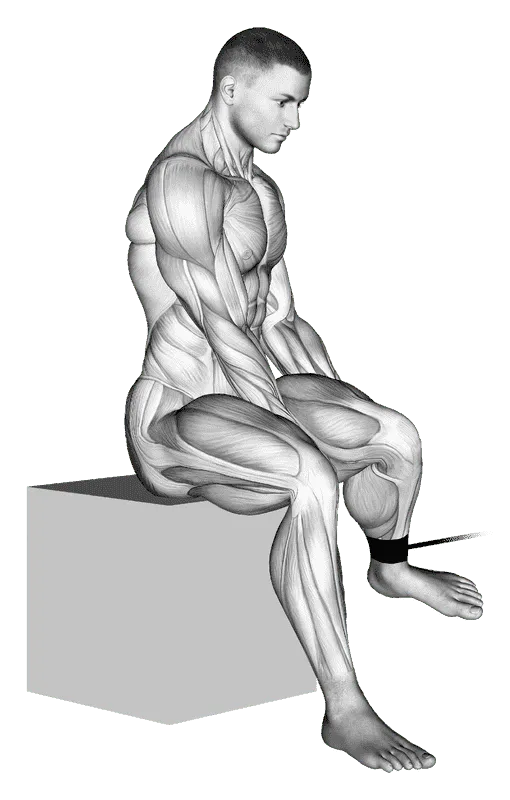 Band Seated Hip External Rotation