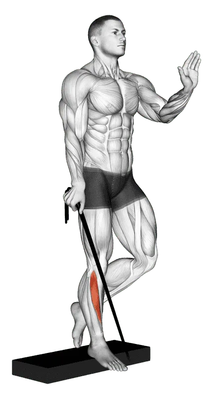 Band Single-Leg Reverse Calf Raise, Male demonstration, Start