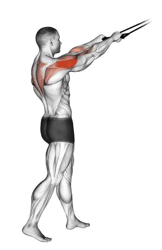 Band Standing Rear Delt Row, Male demonstration, Start