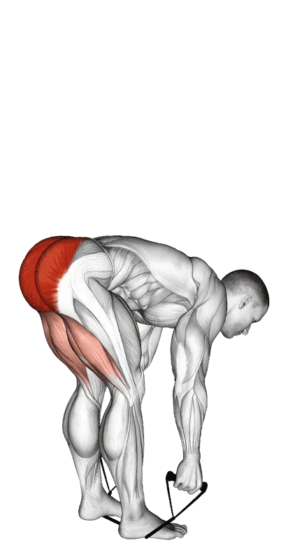 Band Stiff-Leg Deadlift, Male demonstration, Start