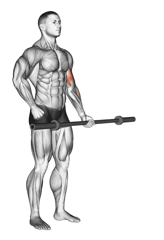 Barbell Alternate Biceps Curl
