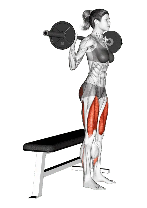 Barbell Bench Squat