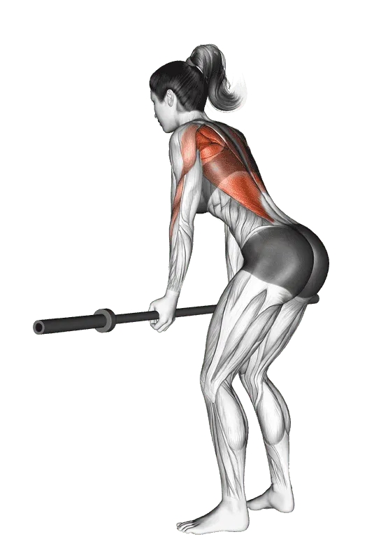 Barbell Bent-Over Row, Female demonstration, Start