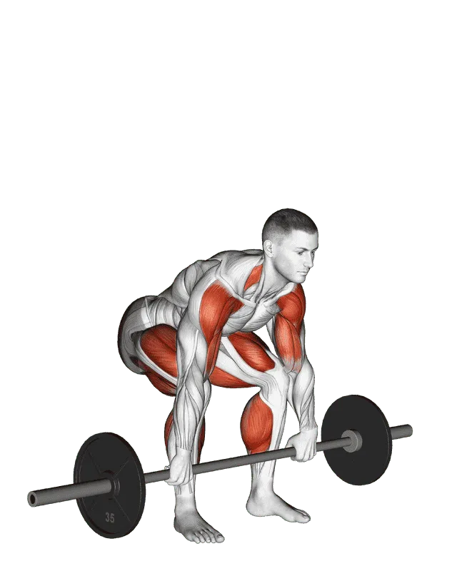 Barbell Clean Pull