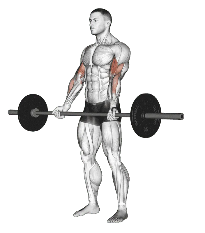 Barbell Curl
