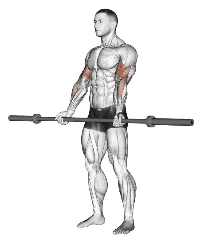 Barbell Curl (without weight), Male demonstration, Start