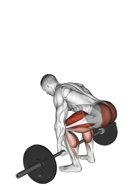 Barbell Deadlift