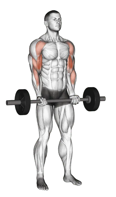 Barbell Drag Curl
