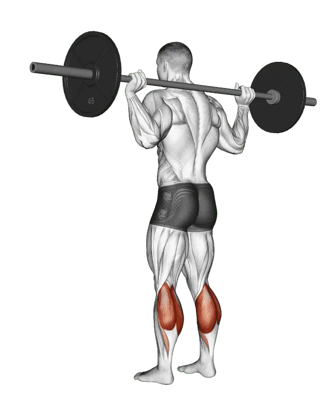 Barbell Floor Calf Raise, Male demonstration, Start