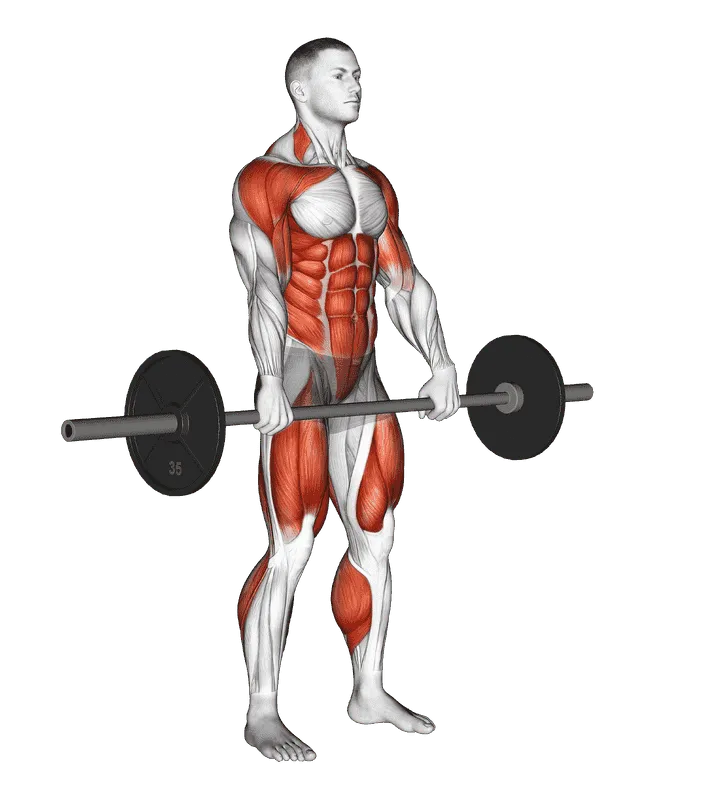 Barbell Hang Clean