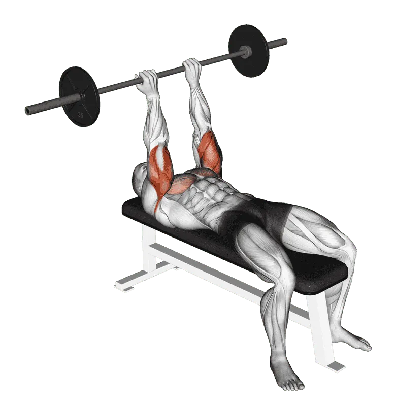 Barbell Lying Triceps Extension (Skull Crusher)
