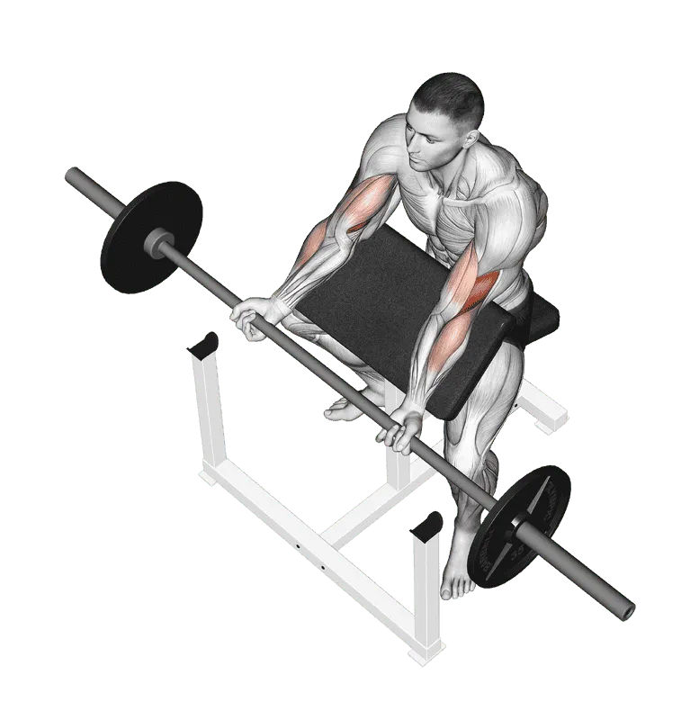 Barbell Preacher Curl