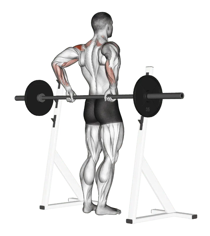 Barbell Rear Delt Raise