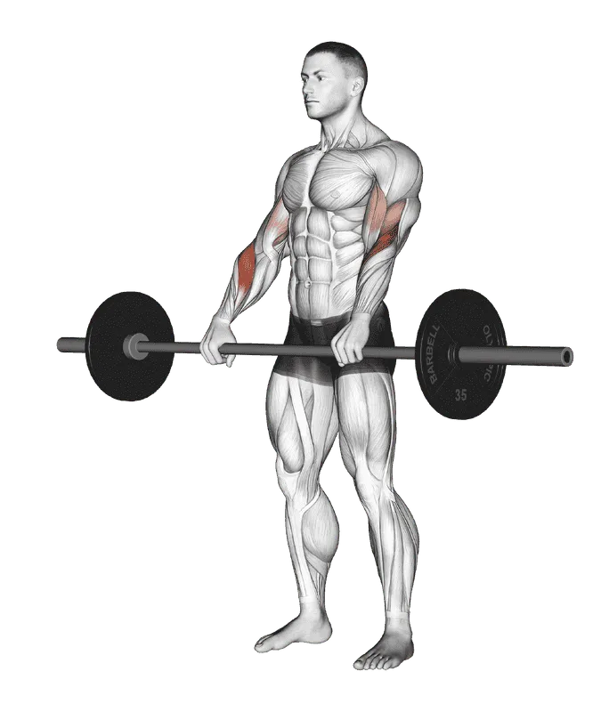 Barbell Reverse Curl