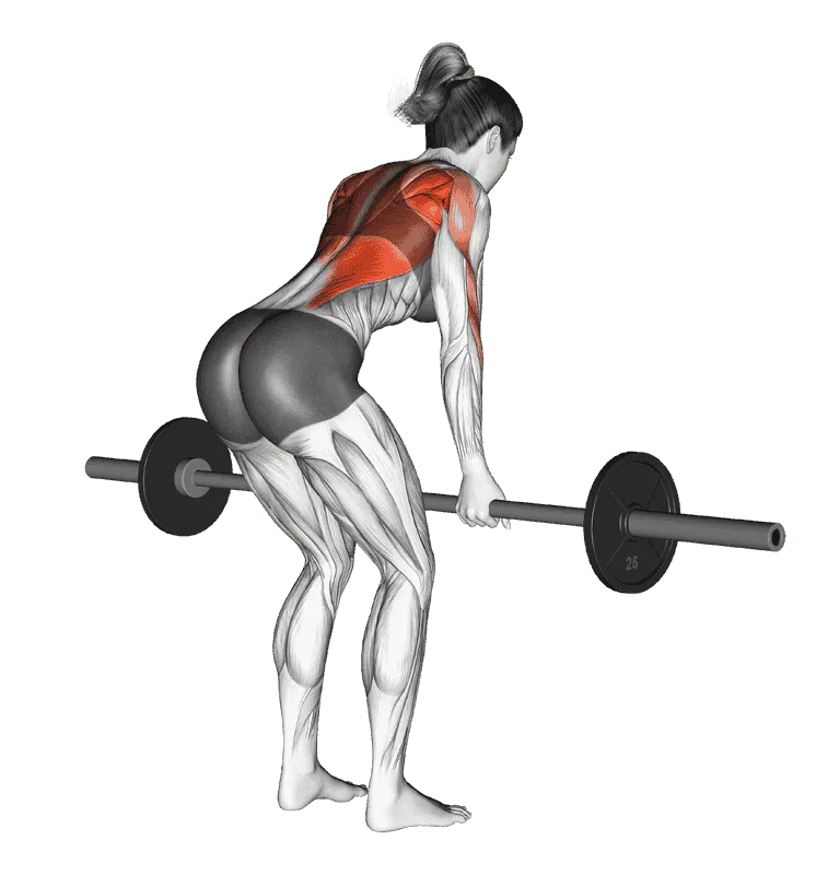 Barbell Reverse Grip Bent-Over Row, Female demonstration, Start