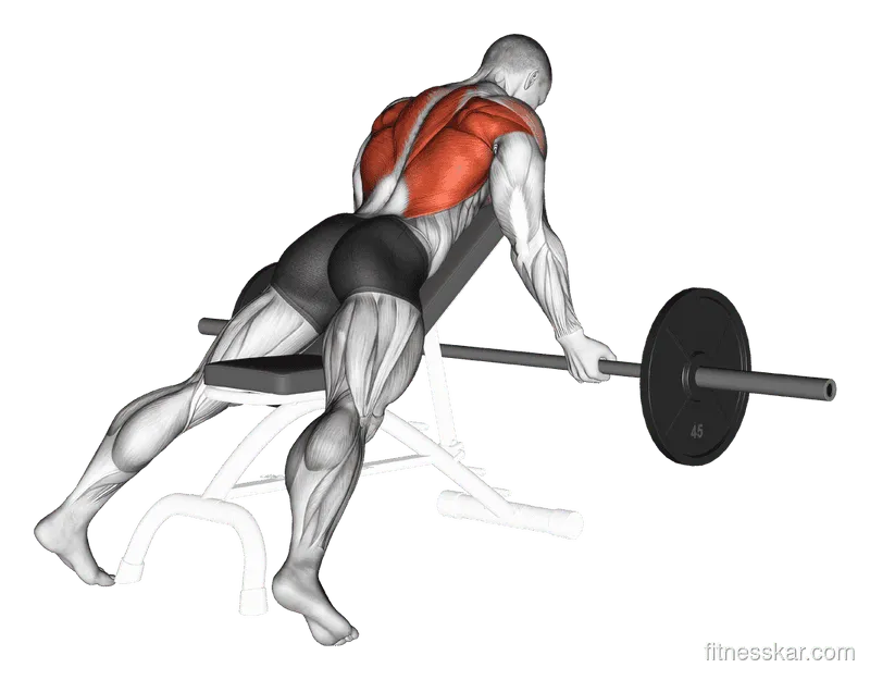 Barbell Reverse Grip Incline Bench Row