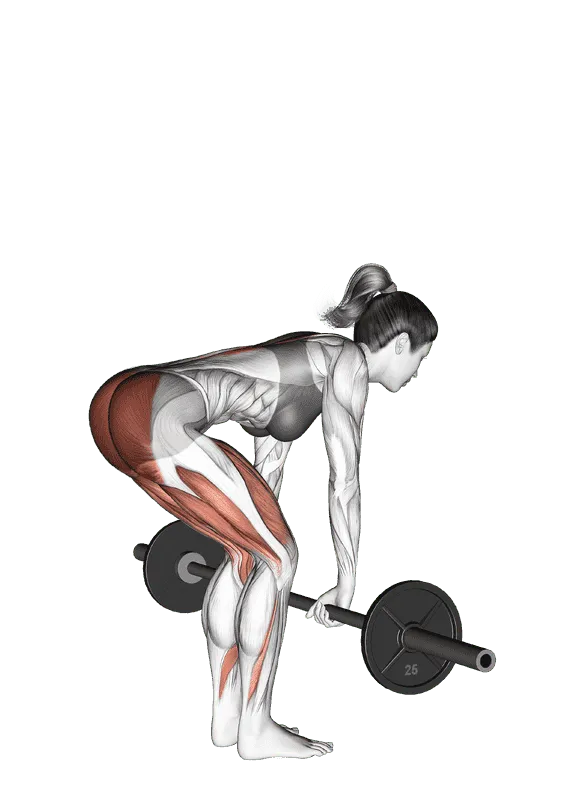 Barbell Romanian Deadlift, Female demonstration, Start