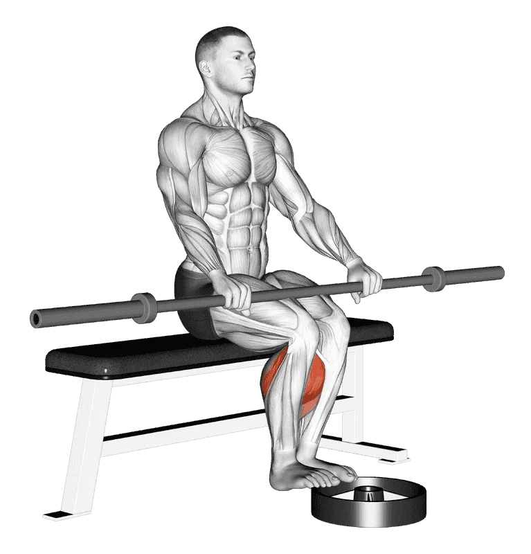 Barbell Seated Calf Raise