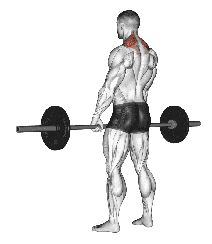 Barbell Shrug