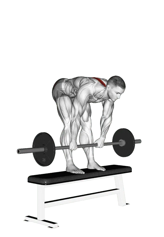 Barbell Stiff-Leg Deadlift on Bench