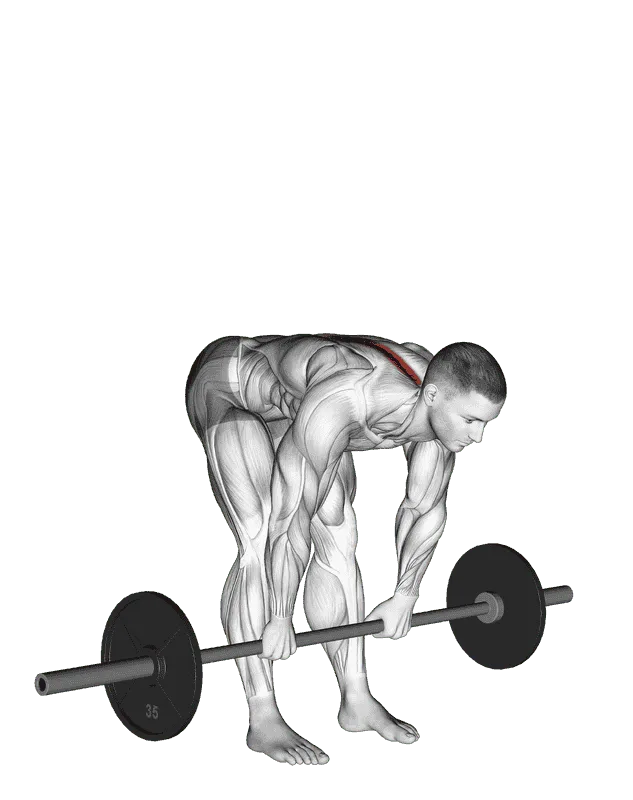 Barbell Stiff-Legged Deadlift