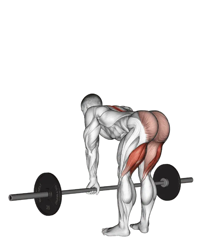 Barbell Straight-Leg Deadlift