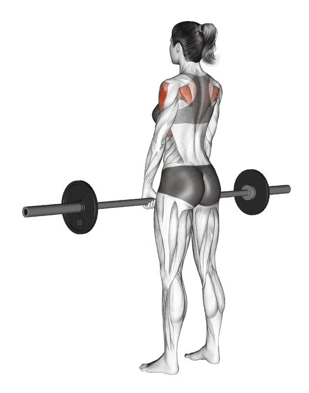 Barbell Upright Row, Female demonstration, Start