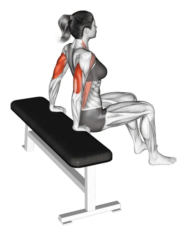 Bench Dip (Knees Bent), Female demonstration, Start