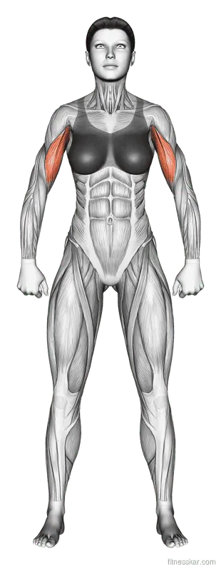 Bicep Curl, Female demonstration, Start