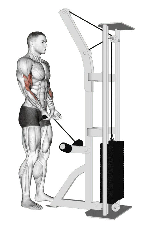 Cable Close-Grip Curl, Male demonstration, Start