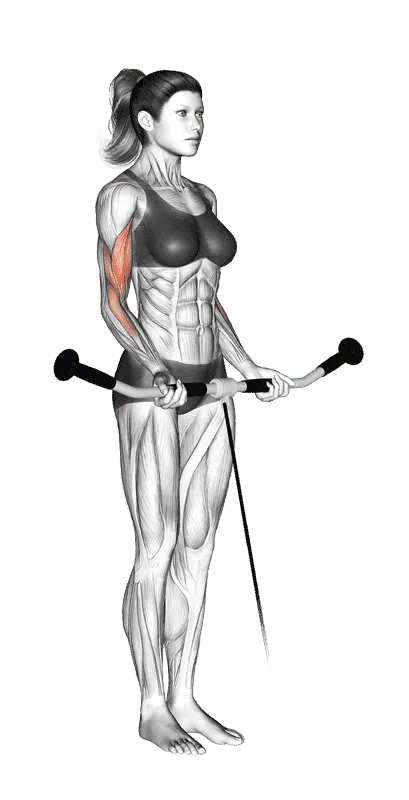 Cable Curl, Female demonstration, Start