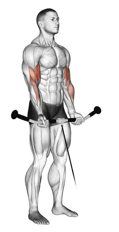 Cable Curl, Male demonstration, Start